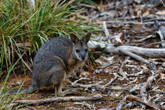 Notamacropus eugenii decres