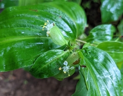 Commelina suffruticosa