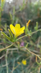 Lactuca viminea