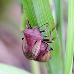 Chalcopis glandulosa