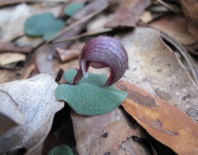 Corybas dowlingii