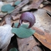 Corybas dowlingii - Photo (c) eyeweed, algunos derechos reservados (CC BY-NC-ND)