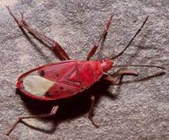 Probergrothius