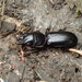 Big-headed Ground Beetle - Photo (c) Alex Bairstow, some rights reserved (CC BY-NC), uploaded by Alex Bairstow