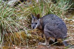 Notamacropus eugenii decres