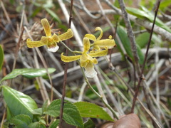 Eulophia epidendraea