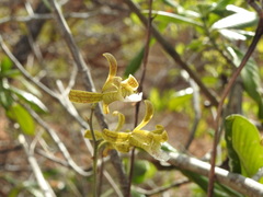 Eulophia epidendraea