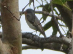 Myiagra rubecula yorki