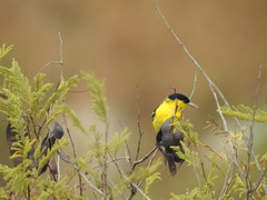 Aegithina nigrolutea