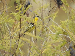 Aegithina nigrolutea