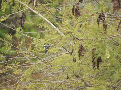 Aegithina nigrolutea