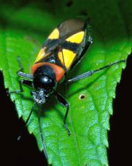 Fibrenus gibbicollis