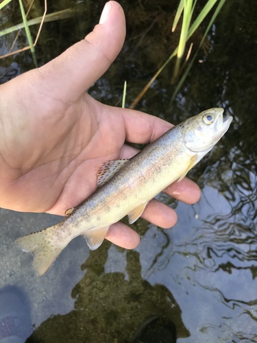 San Pedro Martir Trout