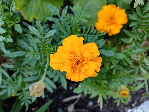Kadifice (Tagetes)