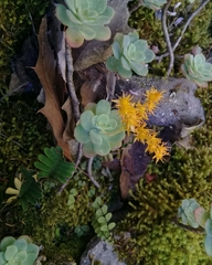 Sedum palmeri