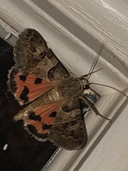 Drasteria ingeniculata