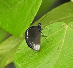 Euploea darchia