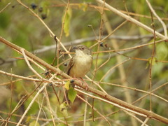 Prinia sylvatica