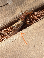 Cicada orni