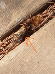 Cicada orni