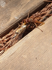 Cicada orni