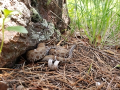 Crotalus willardi willardi