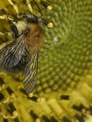 Bombus pascuorum