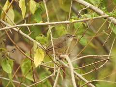 Prinia sylvatica