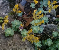 Sedum palmeri