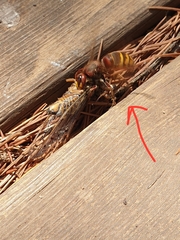 Vespa crabro