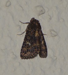 Condica albigera
