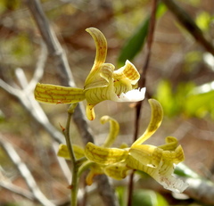 Eulophia epidendraea