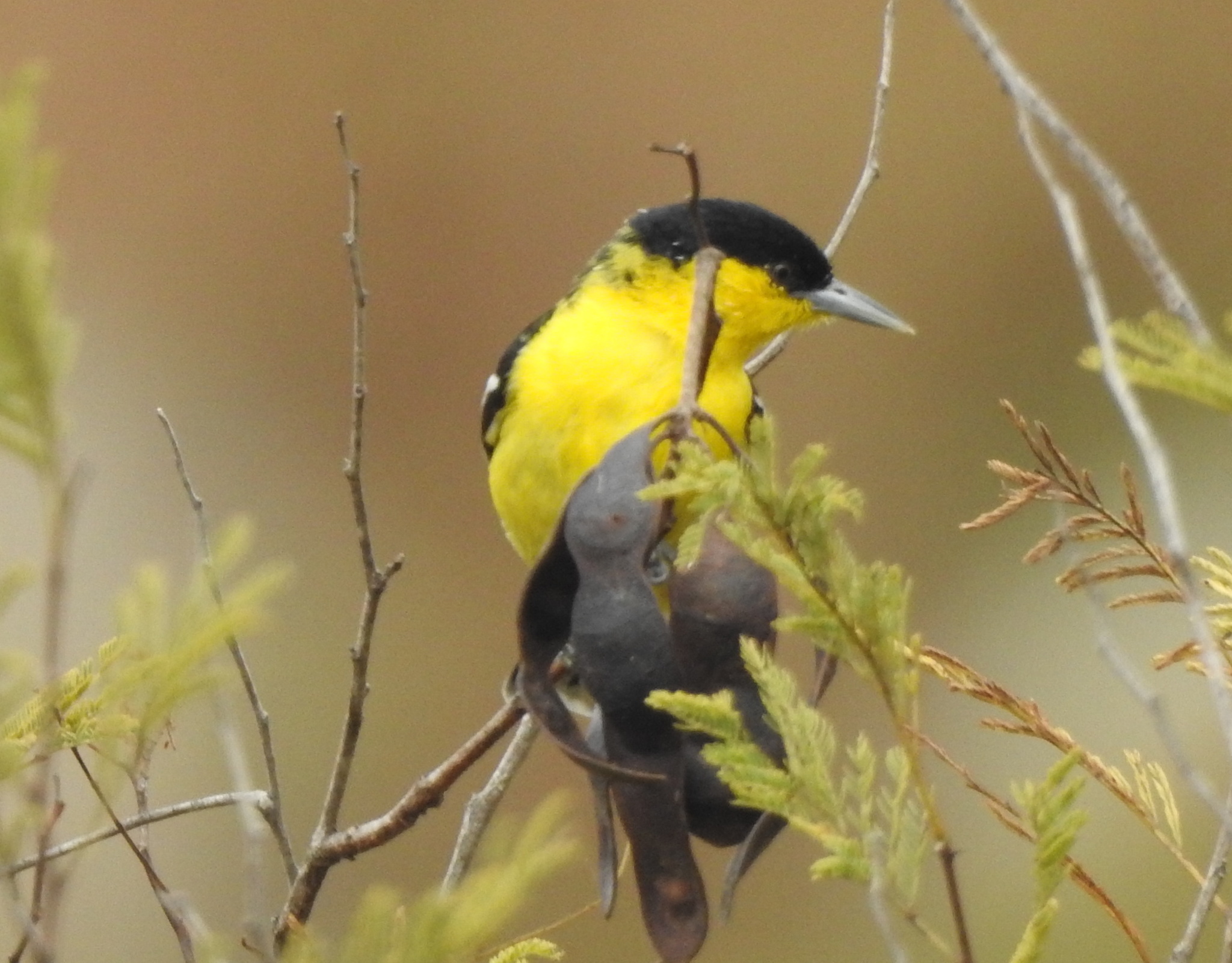 White-tailed Iora illustration