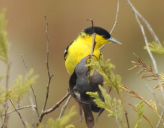 Aegithina nigrolutea
