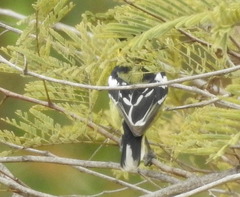 Aegithina nigrolutea