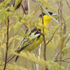 Aegithina nigrolutea