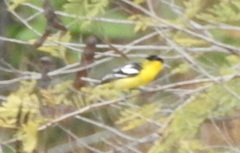 Aegithina nigrolutea