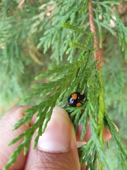 Harmonia axyridis