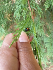 Harmonia axyridis