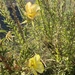 photo of Common Evening-primrose (Oenothera biennis)