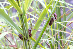 Chalcopis glandulosa