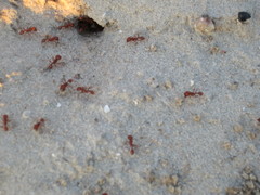 Pogonomyrmex comanche