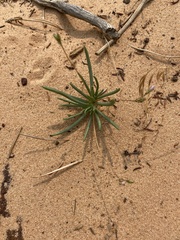 Phemeranthus confertiflorus