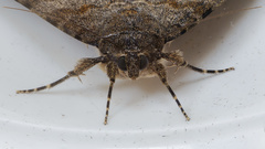 Catocala deducta