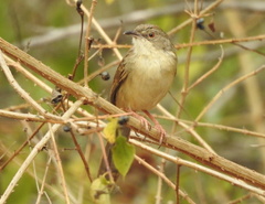 Prinia sylvatica