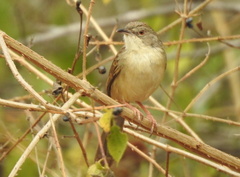 Prinia sylvatica