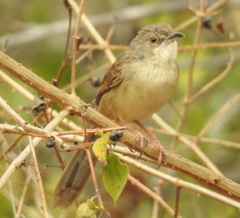 Prinia sylvatica