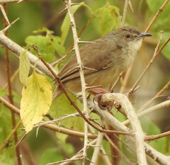 Prinia sylvatica