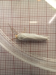 Coscinia chrysocephala