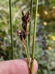 Juncus arcticus